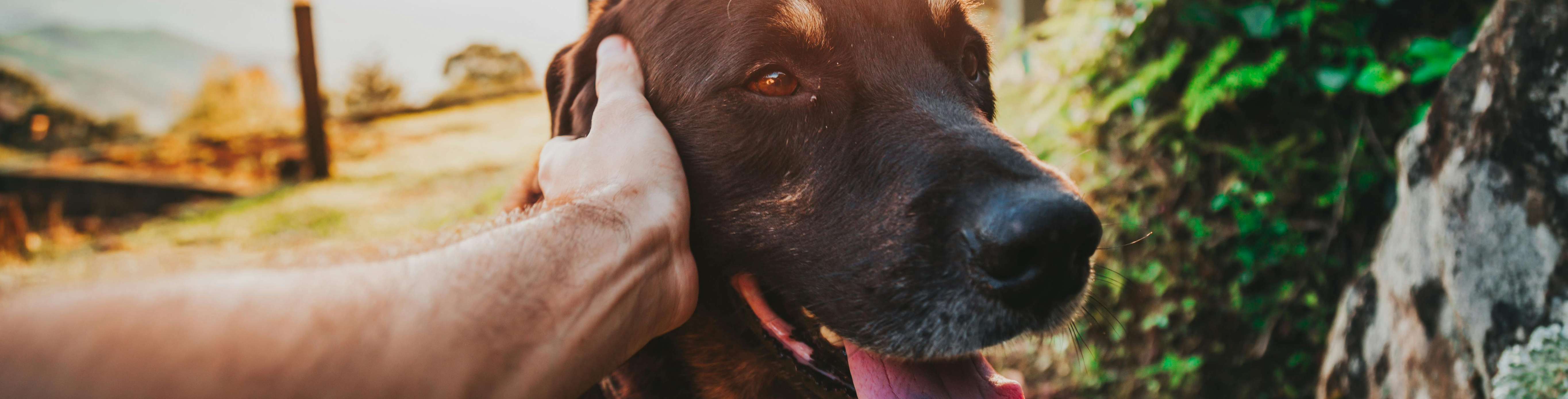 Mi a kutyának legjobb természetes etetési mód?