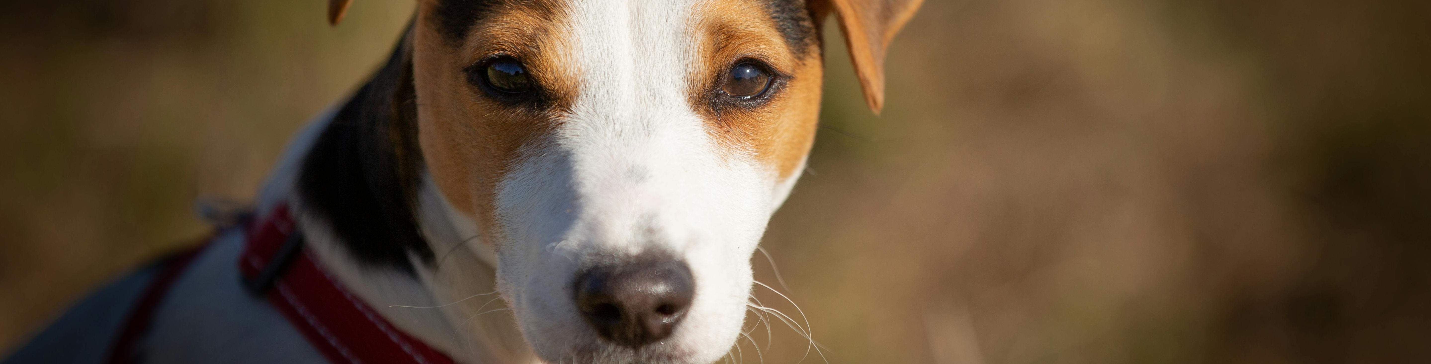 Hogyan keverjük a száraz és nyers tápot